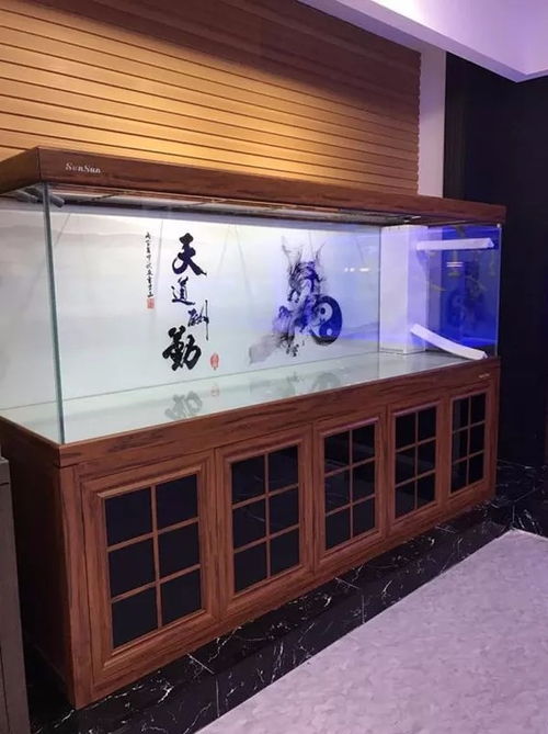 上海養(yǎng)魚(yú)圖鑒 從水族箱到錦鯉魚(yú)的一站式攻略